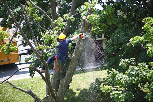 Landscape Design and Installation in Stanley, ND